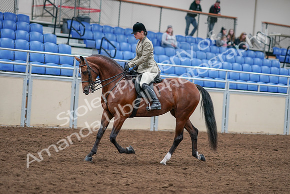 2020 - AB Morgan Horse - Sat, Sept 05 - 14364