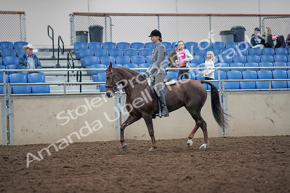 2019 Morgan Horse Show - Aug 31, 2019 - 14934