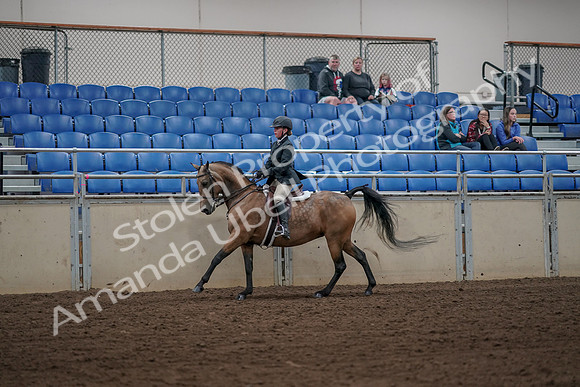 2019 Morgan Horse Show - Aug 31, 2019 - 05146