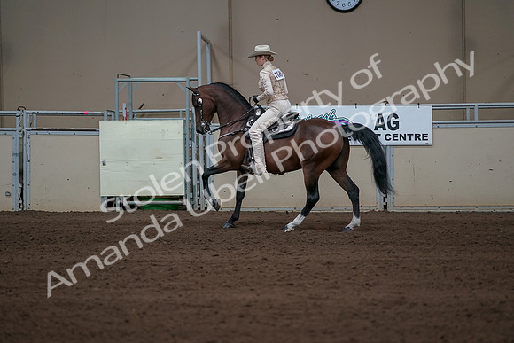 2019 Morgan Horse Show - Sept 01, 2019 - 06972