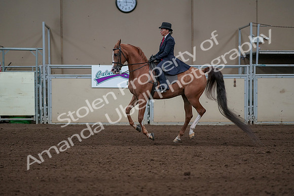 2019 Morgan Horse Show - Sept 01, 2019 - 11950