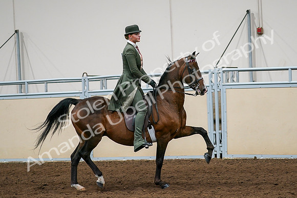 2020 - AB Morgan Horse - Fri, Sept 04 - 03371