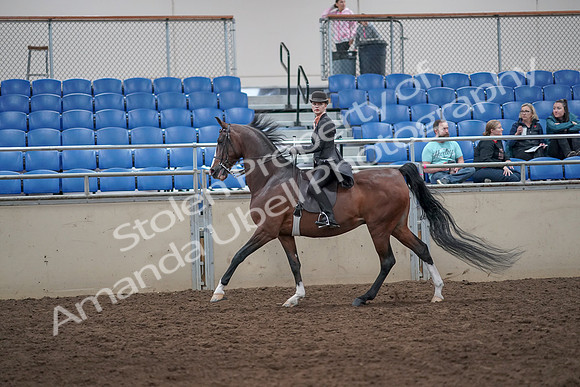 2019 Morgan Horse Show - Aug 31, 2019 - 08799