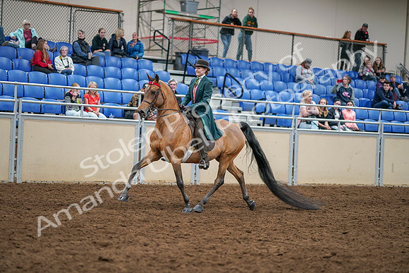 2020 - AB Morgan Horse - Sat, Sept 05 - 13763