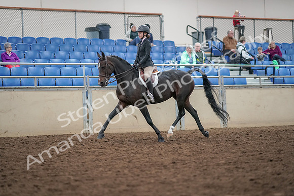 2019 Morgan Horse Show - Aug 30, 2019 - 20381
