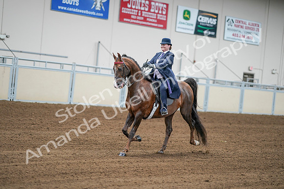 2020 - AB Morgan Horse - Fri, Sept 04 - 08203