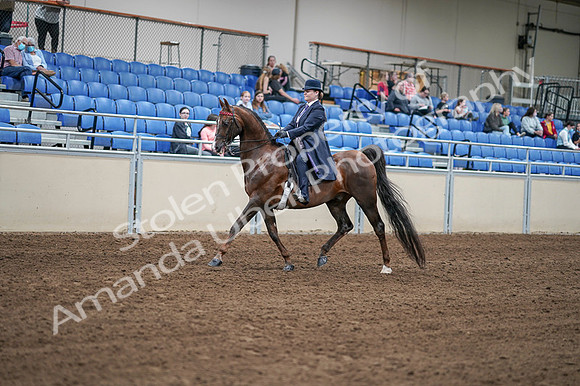 2020 - AB Morgan Horse - Fri, Sept 04 - 07882