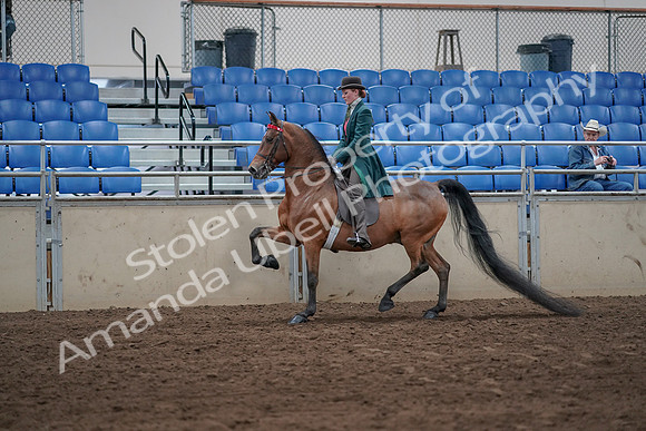 2019 Morgan Horse Show - Sept 01, 2019 - 13174