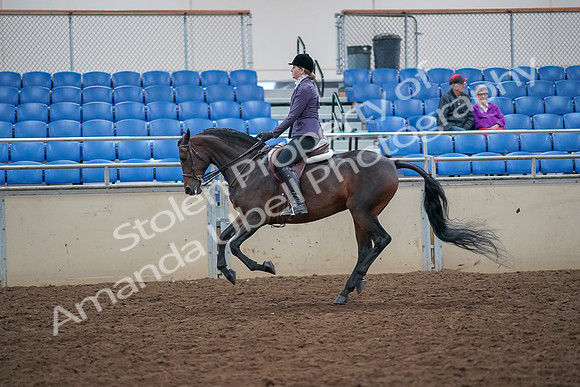 2019 Morgan Horse Show - Aug 30, 2019 - 20594