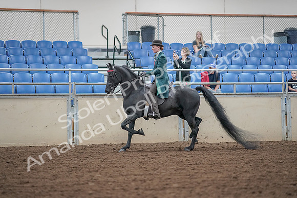 2019 Morgan Horse Show - Aug 30, 2019 - 15338