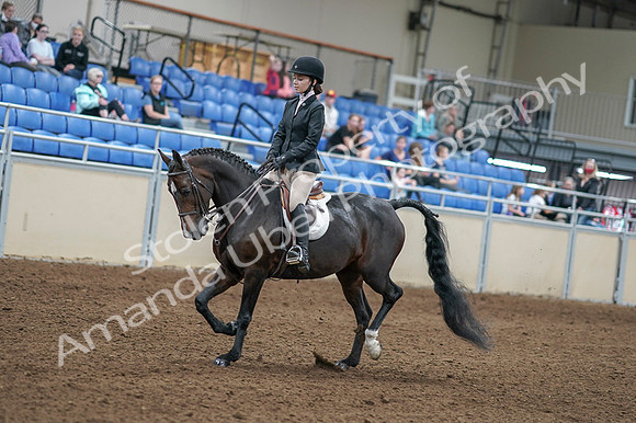 2020 - AB Morgan Horse - Fri, Sept 04 - 05810