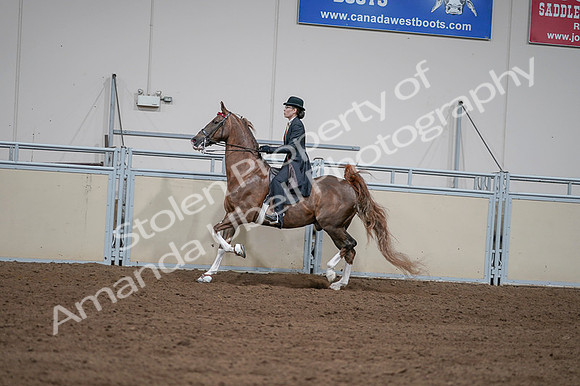 2020 - AB Morgan Horse - Fri, Sept 04 - 09616