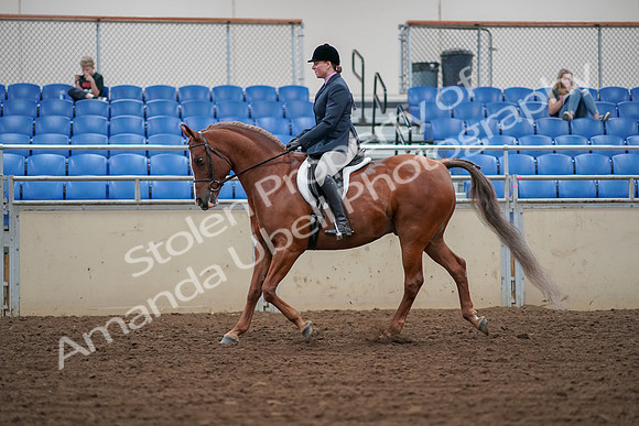 2019 Morgan Horse Show - Aug 30, 2019 - 16013
