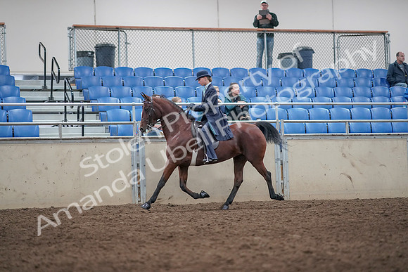 2019 Morgan Horse Show - Aug 31, 2019 - 08594
