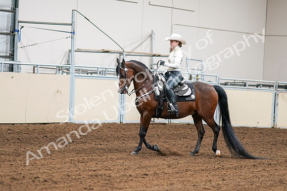 2020 - AB Morgan Horse - Sat, Sept 05 - 08974