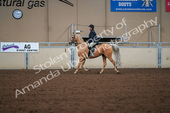 2019 Morgan Horse Show - Aug 30, 2019 - 16176