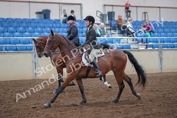 2019 Morgan Horse Show - Aug 30, 2019 - 20597