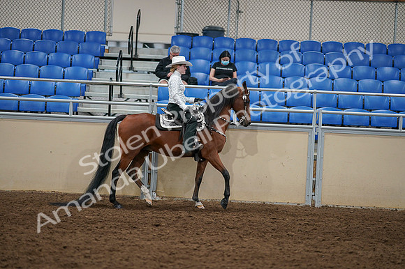 2020 - AB Morgan Horse - Fri, Sept 04 - 03525
