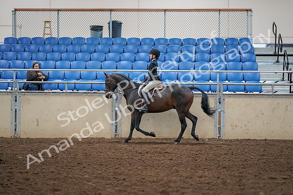 2019 Morgan Horse Show - Aug 30, 2019 - 12151