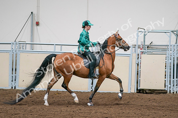 2020 - AB Morgan Horse - Fri, Sept 04 - 08691
