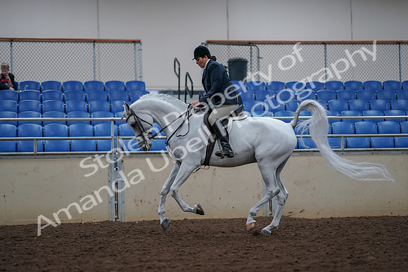 2019 Morgan Horse Show - Aug 30, 2019 - 17508