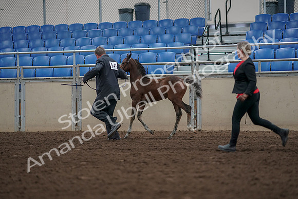 2019 Morgan Horse Show - Aug 31, 2019 - 00422