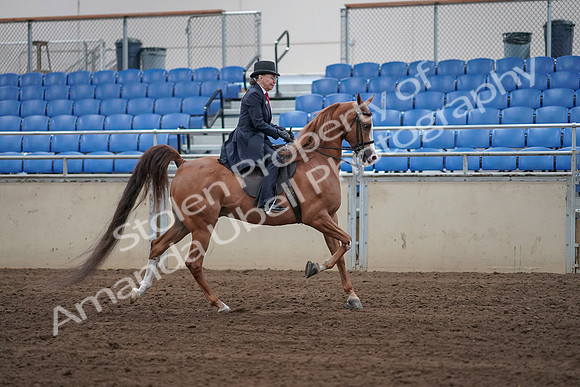 2019 Morgan Horse Show - Sept 01, 2019 - 11971