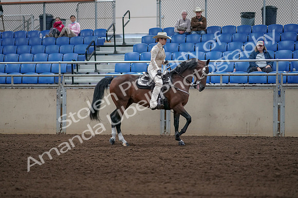2019 Morgan Horse Show - Sept 01, 2019 - 07176