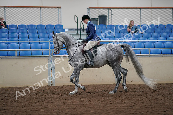2019 Morgan Horse Show - Aug 30, 2019 - 16054
