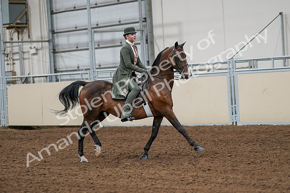 2020 - AB Morgan Horse - Fri, Sept 04 - 03354