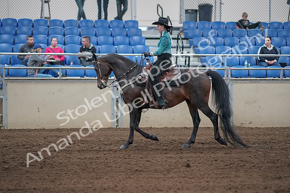 2019 Morgan Horse Show - Sept 01, 2019 - 06813