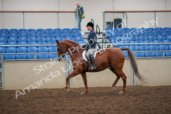2019 Morgan Horse Show - Aug 30, 2019 - 22223