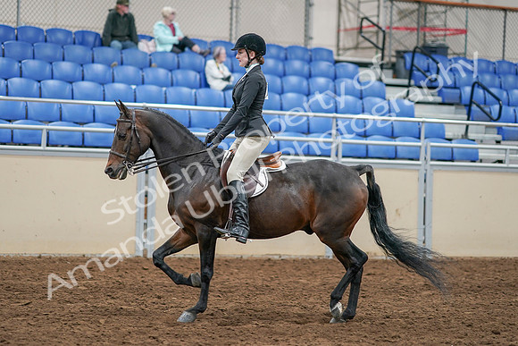 2020 - AB Morgan Horse - Sat, Sept 05 - 14222