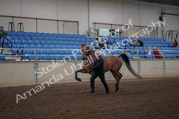 2019 Morgan Horse Show - Aug 31, 2019 - 00534