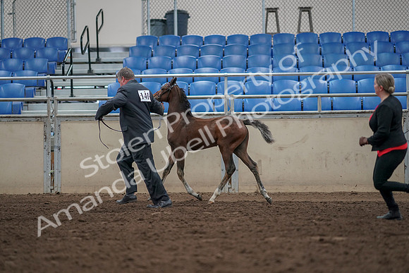 2019 Morgan Horse Show - Aug 31, 2019 - 00412