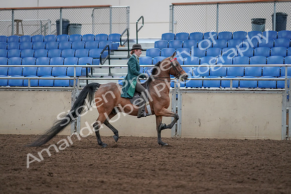 2019 Morgan Horse Show - Sept 01, 2019 - 13298