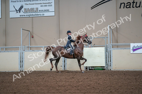 2019 Morgan Horse Show - Aug 30, 2019 - 17973