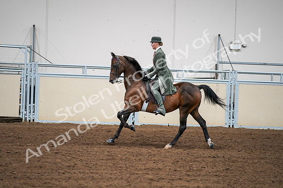2020 - AB Morgan Horse - Fri, Sept 04 - 03307