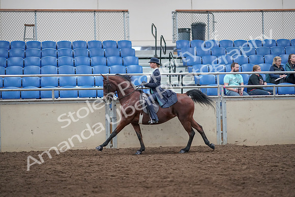 2019 Morgan Horse Show - Aug 31, 2019 - 08768