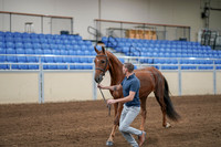 2020 - AB Morgan Horse - Sat, Sept 05 - 00181