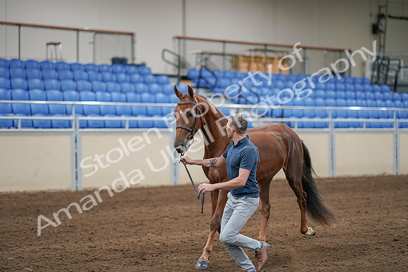 2020 - AB Morgan Horse - Sat, Sept 05 - 00181