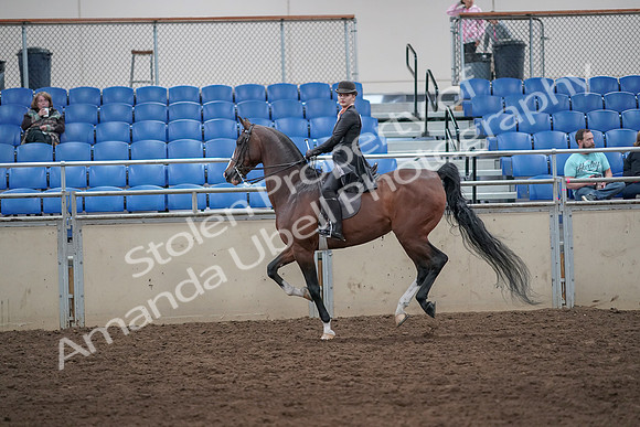 2019 Morgan Horse Show - Aug 31, 2019 - 08804