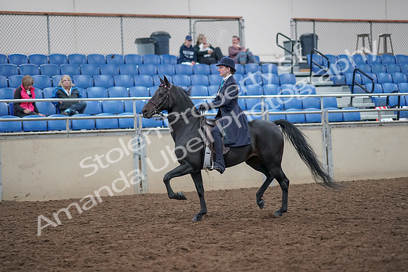 2019 Morgan Horse Show - Aug 31, 2019 - 18003