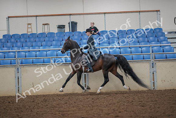 2019 Morgan Horse Show - Aug 30, 2019 - 25117