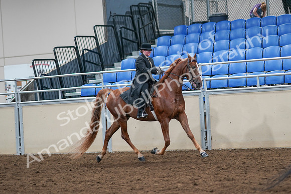 2020 - AB Morgan Horse - Sat, Sept 05 - 08253