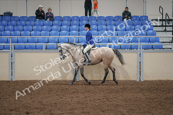 2020 - AB Morgan Horse - Fri, Sept 04 - 10349