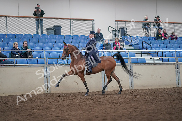 2019 Morgan Horse Show - Aug 31, 2019 - 08634