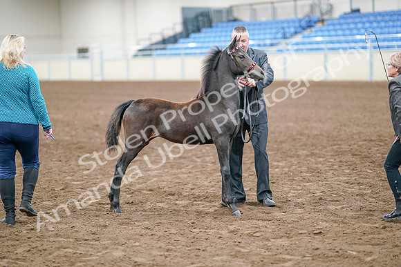 2020 - AB Morgan Horse - Sat, Sept 05 - 00499