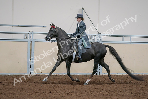 2020 - AB Morgan Horse - Sat, Sept 05 - 13655