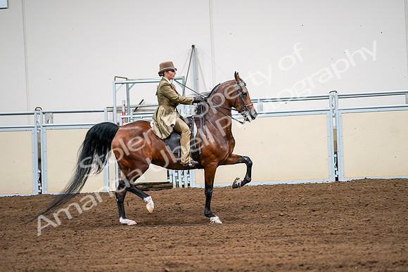 2020 - AB Morgan Horse - Sat, Sept 05 - 08203